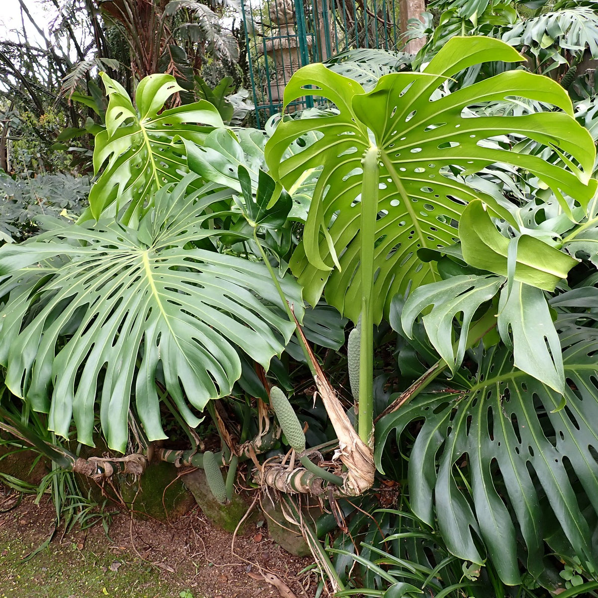 Monstera Deliciosa