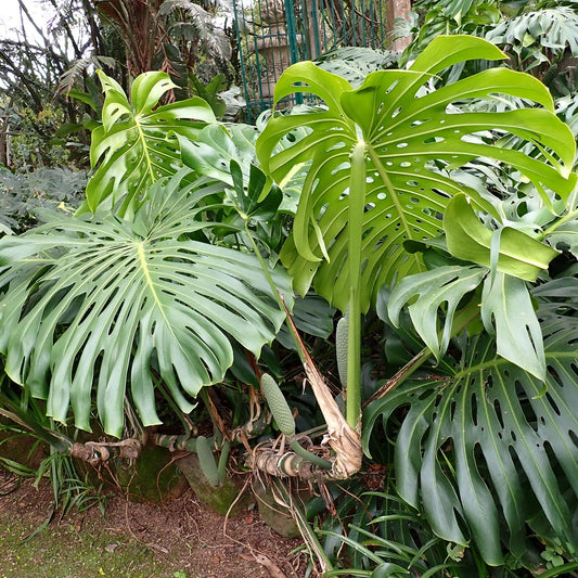 Monstera Deliciosa