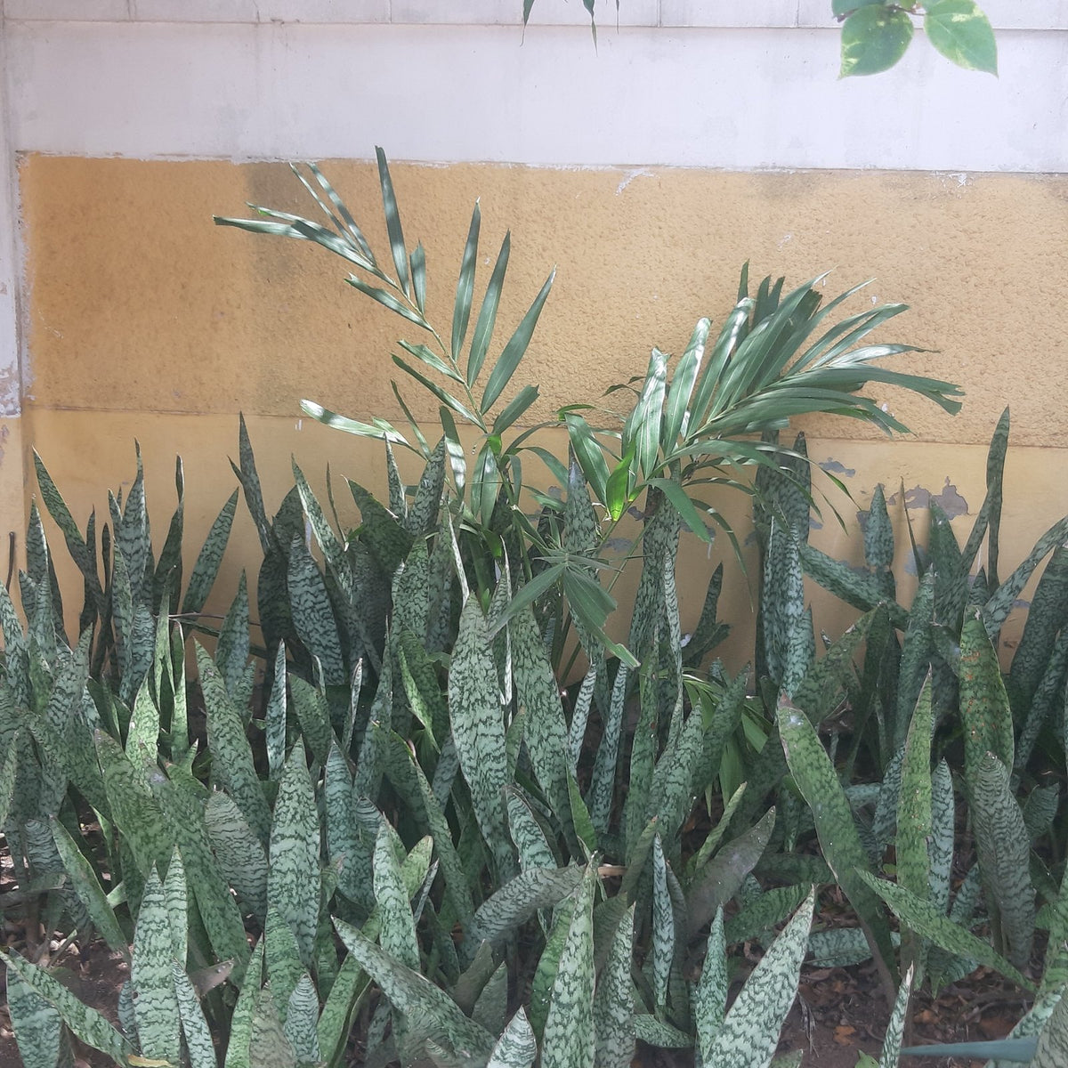 Snake Plant Zeylanica