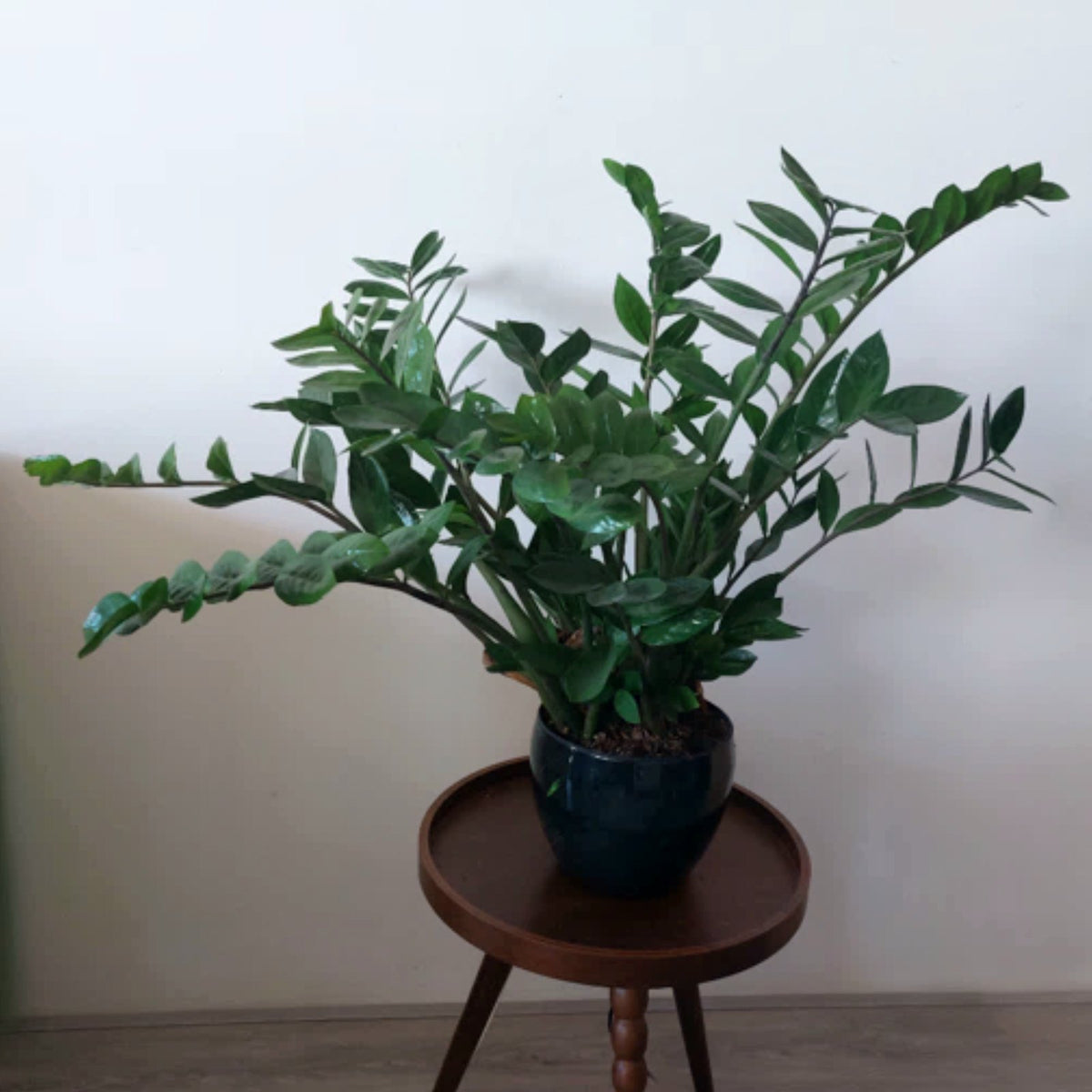 ZZ Plant
