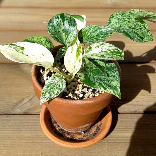 Golden Money Plant