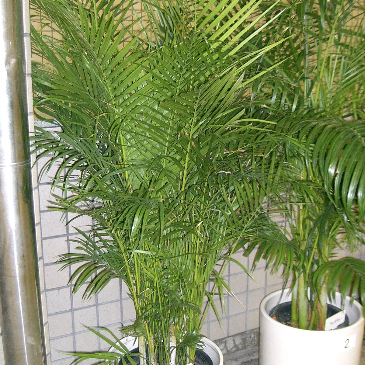 Areca Palm