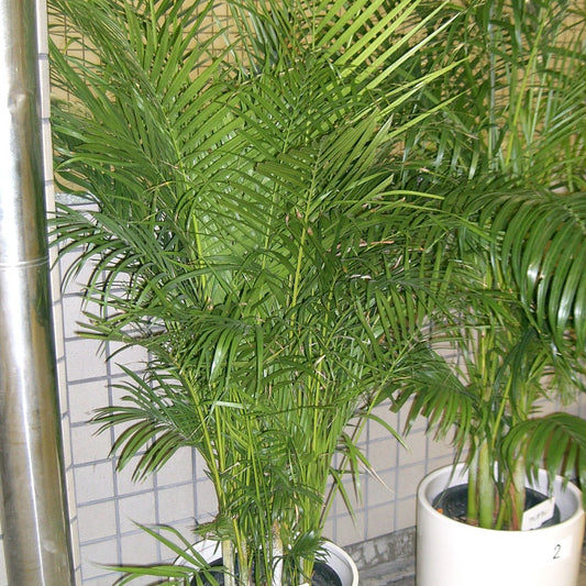 Areca Palm