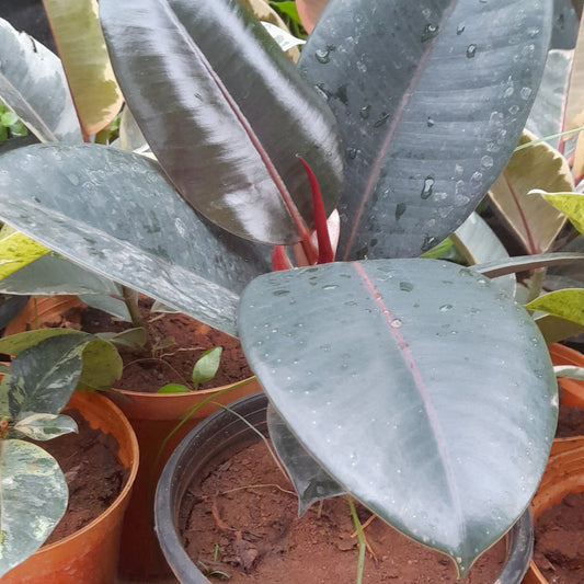 Rubber Plant Burgundy