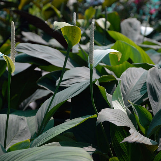 Peace Lily