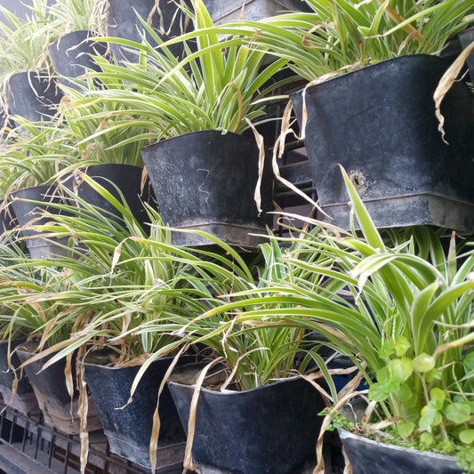 Spider Plant