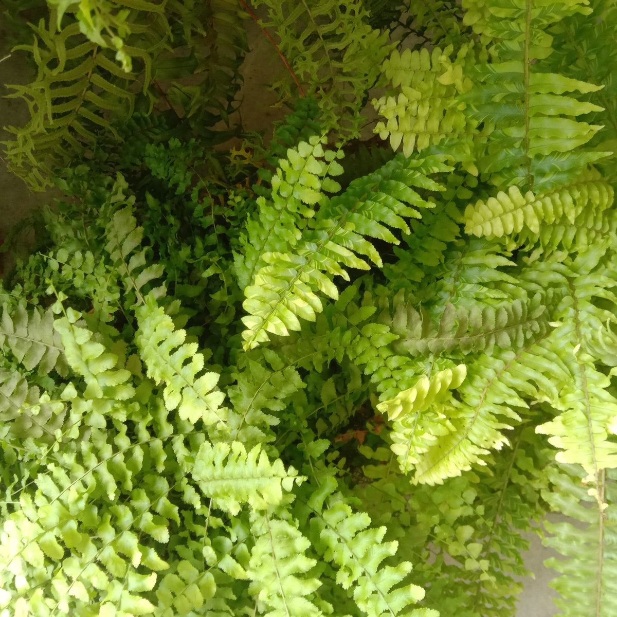 Boston Fern
