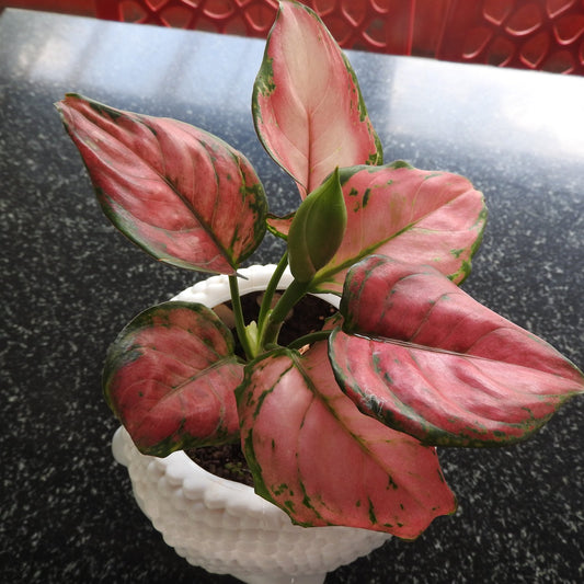 Aglaonema Red Lipstick