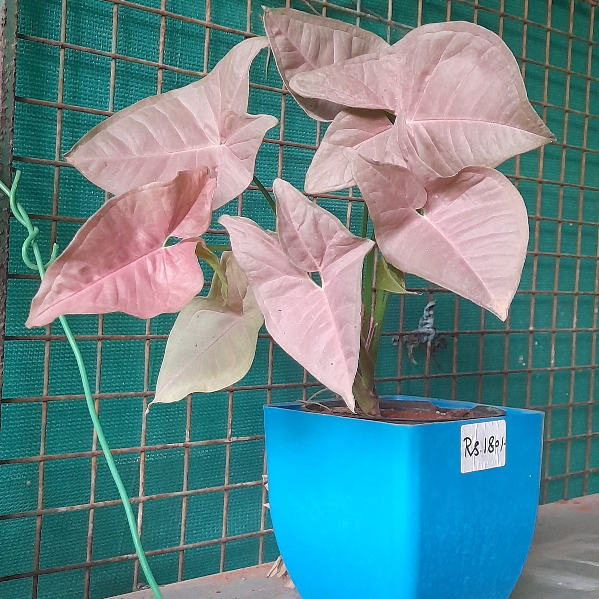 Syngonium Pink