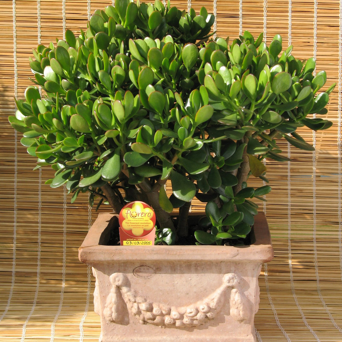 Jade Plant