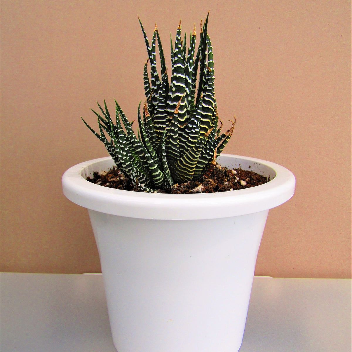 Haworthia Zebra