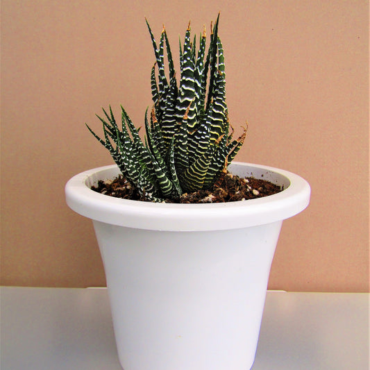 Haworthia Zebra