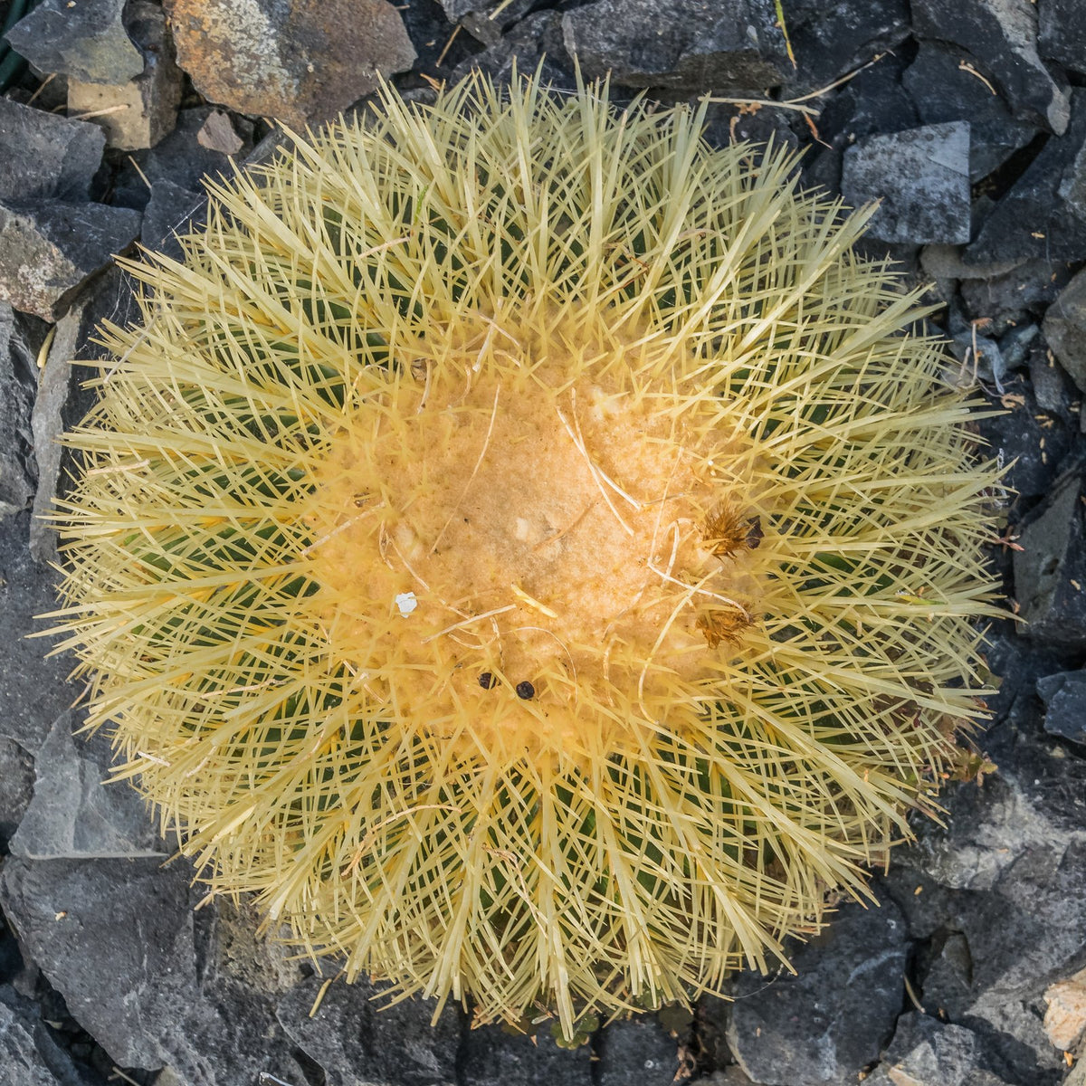Golden Barrel Cactus