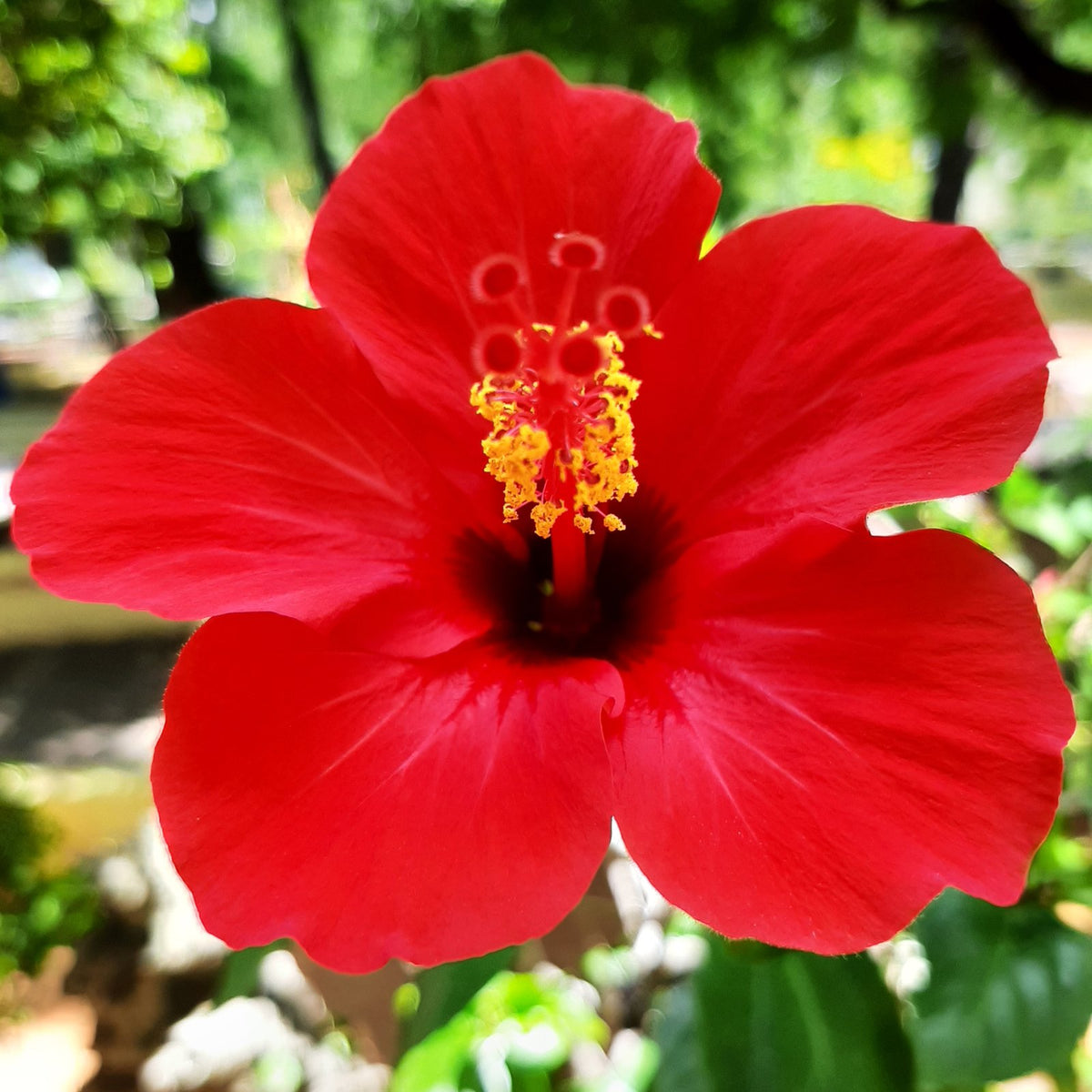 Hibiscus Red