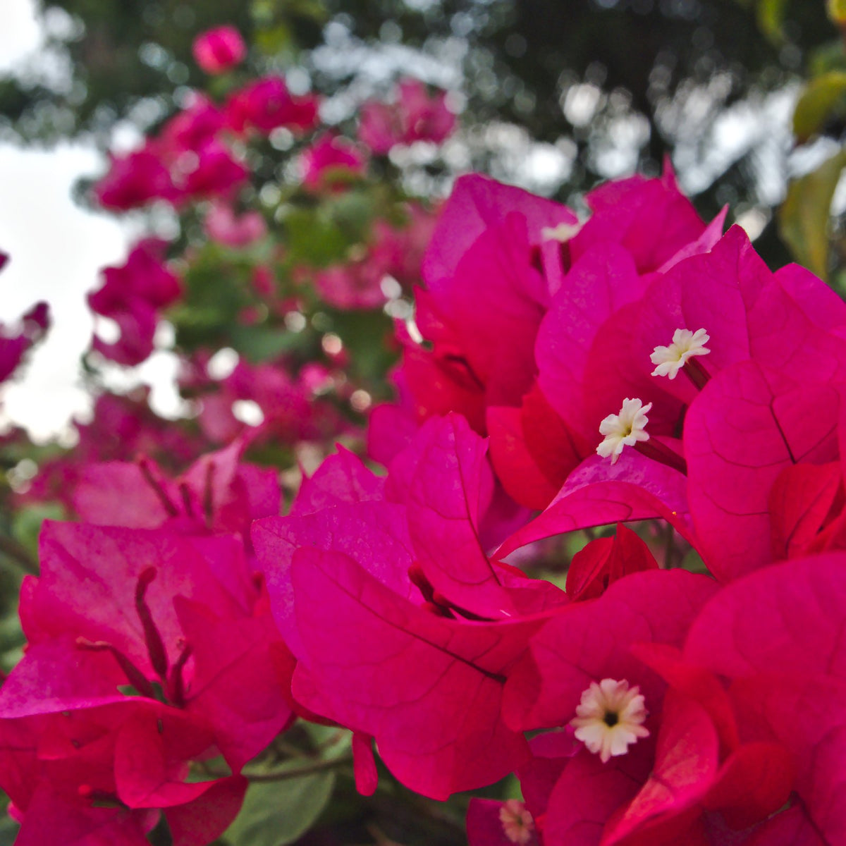Bougainvillea Magenta