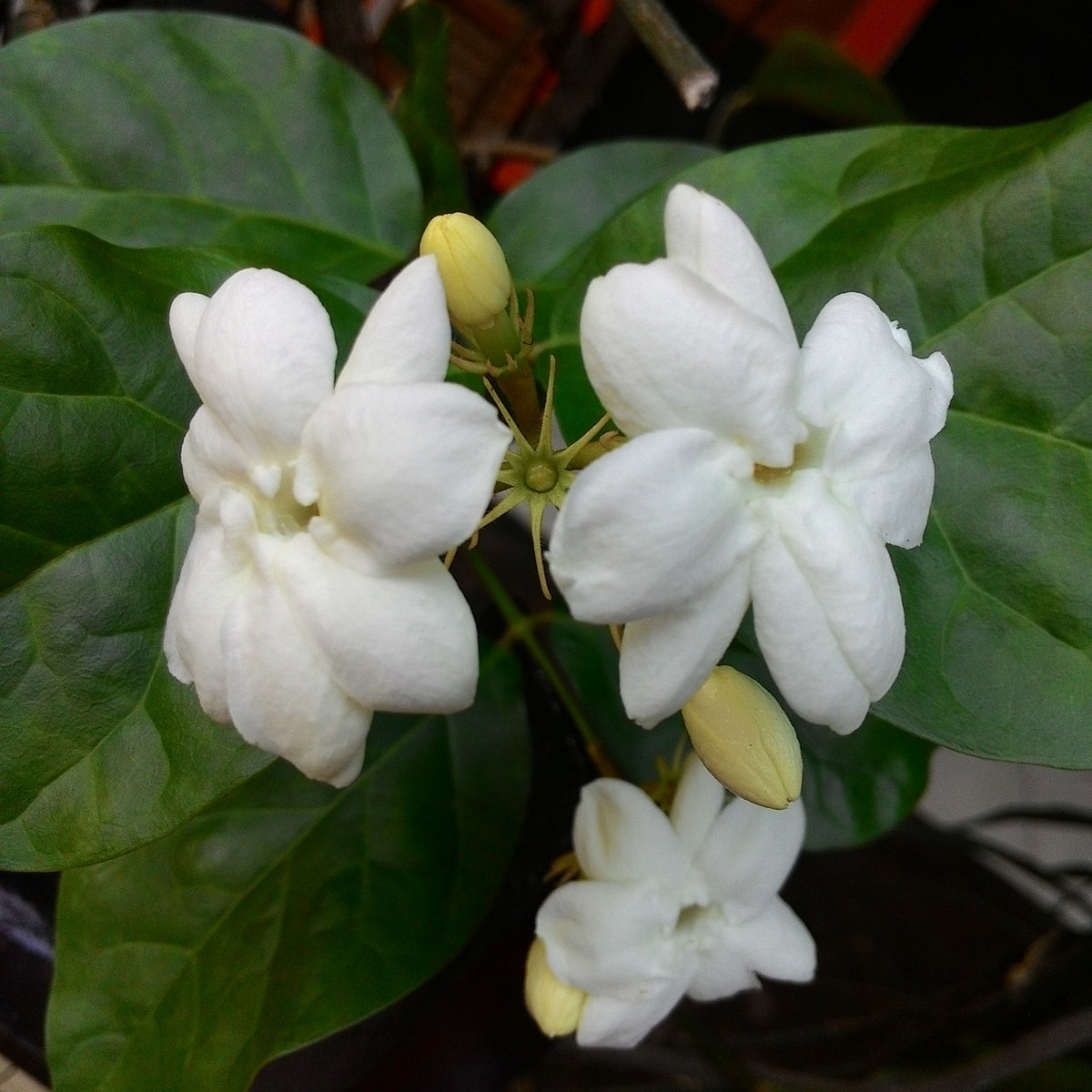 Jasmine Mogra