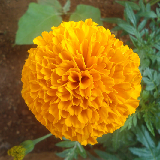 Marigold Genda