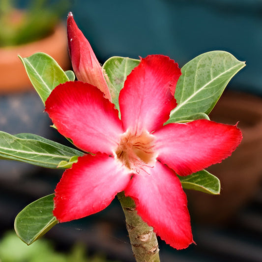 Adenium Desert Rose