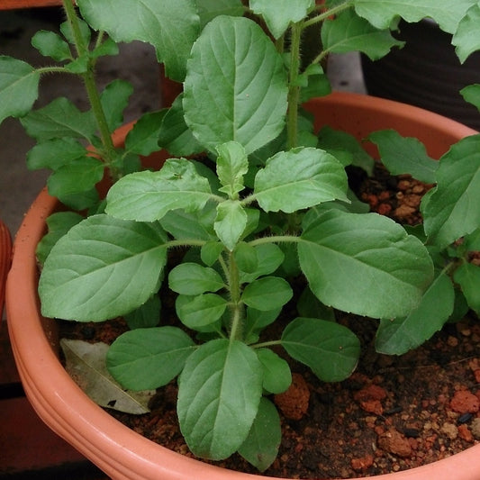 Tulsi Krishna