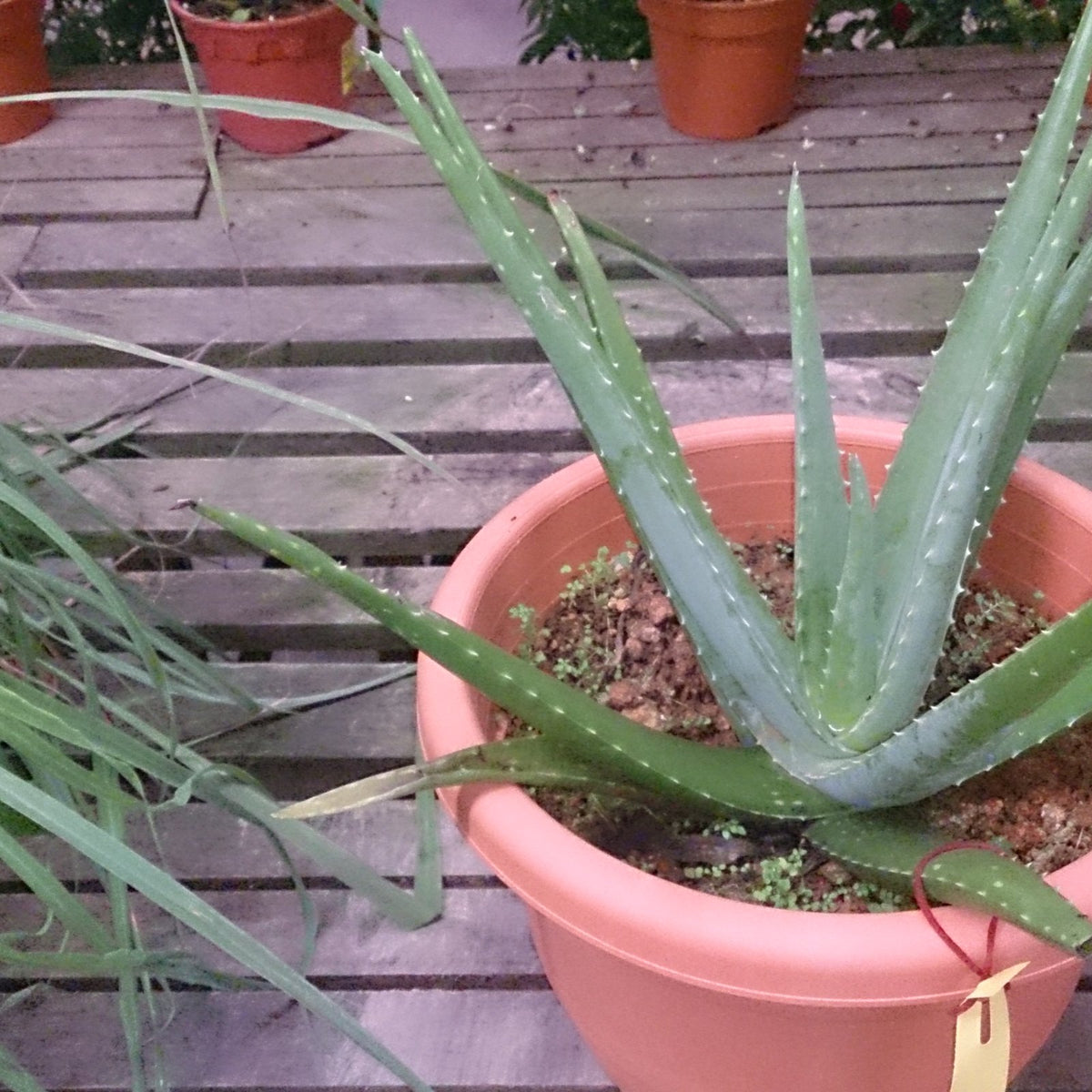 Aloe Vera
