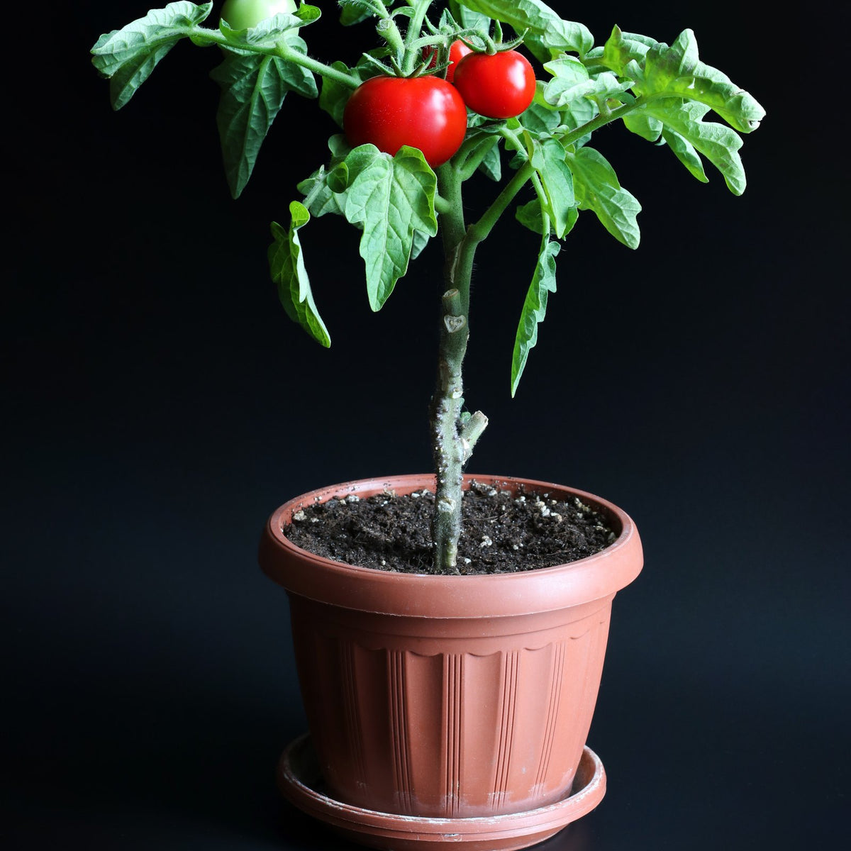 Hybrid Tomato Seeds